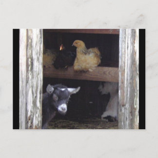 Cartes postales de Barn Yard
