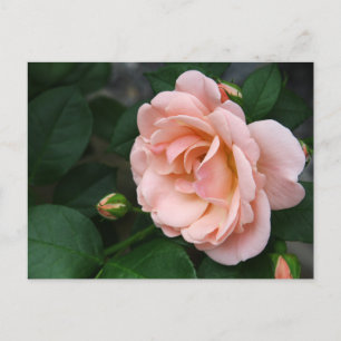 Cartes postales de belles roses roses