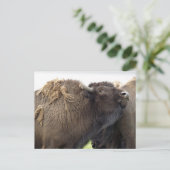 Cartes postales de bison des Plaines Américaines (Debout devant)