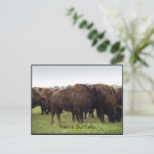 Cartes postales de bison des Plaines Américaines (Debout devant)