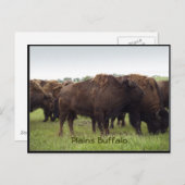 Cartes postales de bison des Plaines Américaines (Devant / Derrière)