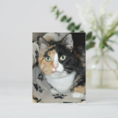 Cartes postales de chat de refuge calico American (Debout devant)