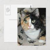 Cartes postales de chat de refuge calico American (Devant / Derrière)