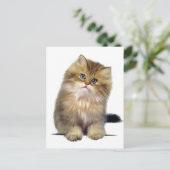 Cartes postales de chaton précieux (Debout devant)