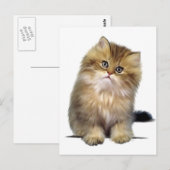 Cartes postales de chaton précieux (Devant / Derrière)