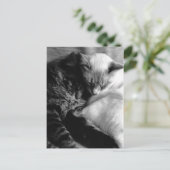 Cartes postales de chats de sommeil (Debout devant)