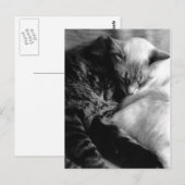 Cartes postales de chats de sommeil (Devant / Derrière)