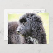 Cartes postales de chien de caniche (Devant / Derrière)