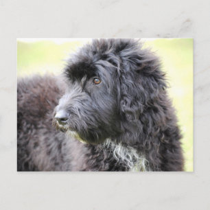 Cartes postales de chien de caniche