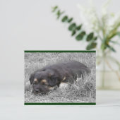 Cartes postales de chien fatigué (Debout devant)