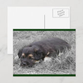 Cartes postales de chien fatigué (Devant / Derrière)