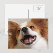 Cartes postales de chien Papillon riant (Devant / Derrière)