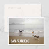 Cartes postales de chiens de San Francisco à la pl (Devant / Derrière)