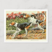 Cartes postales de chiens Foxhound (Devant)