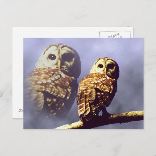 Cartes postales de Chouette barrée (Devant / Derrière)
