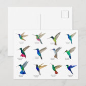 Cartes postales de colibris (Devant / Derrière)