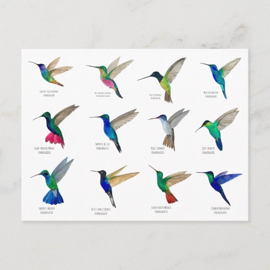 Cartes postales de colibris (Devant)