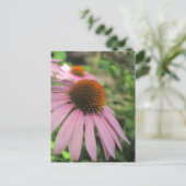 Cartes postales de consoeurs roses (Debout devant)