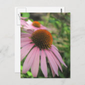 Cartes postales de consoeurs roses (Devant / Derrière)