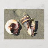 Cartes postales de coquilles de conque couronnée d (Devant)