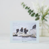 Cartes postales de cormorans Rhode Island (Debout devant)