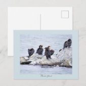Cartes postales de cormorans Rhode Island (Devant / Derrière)