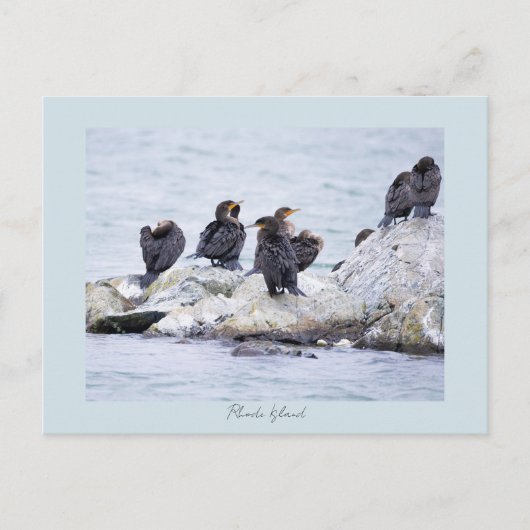 Cartes postales de cormorans Rhode Island (Devant)