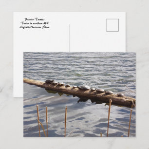 Cartes postales de dix tortues se faisant bronzer