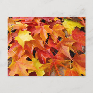 Cartes postales de feuilles d'arbre d'automne Coul
