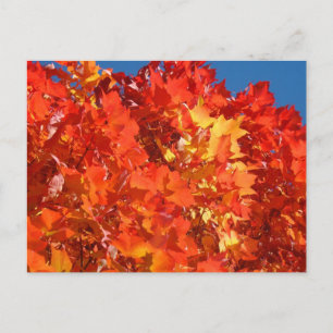 Cartes postales de feuilles d'automne orange vif A