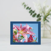 Cartes postales de fleur de lys rose Ciel bleu bot (Debout devant)
