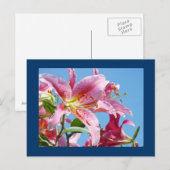Cartes postales de fleur de lys rose Ciel bleu bot (Devant / Derrière)