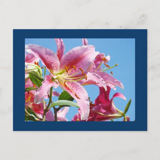 Cartes postales de fleur de lys rose Ciel bleu bot (Devant)