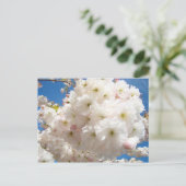 Cartes postales de fleurs d'arbre rose blanc de pr (Debout devant)