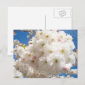 Cartes postales de fleurs d'arbre rose blanc de pr (Devant / Derrière)