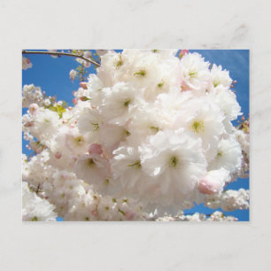 Cartes postales de fleurs d'arbre rose blanc de pr