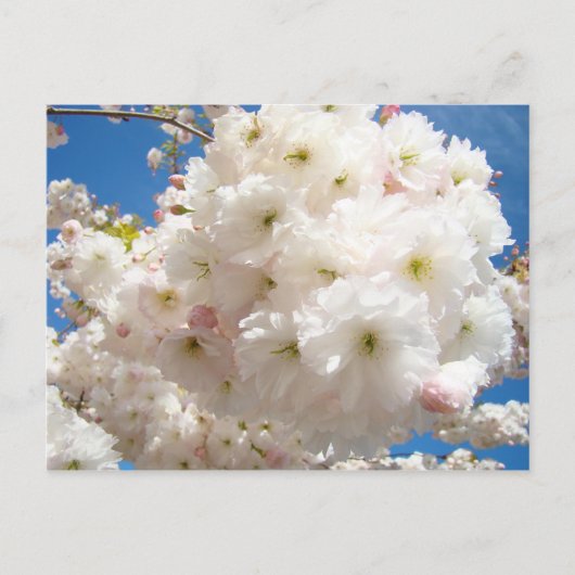Cartes postales de fleurs d'arbre rose blanc de pr (Devant)