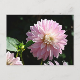 Cartes postales de fleurs de dahlia rose Fleur flo