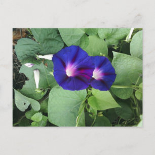 Cartes postales de fleurs de gloire du matin viole
