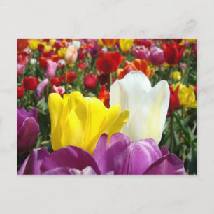 Cartes postales de fleurs de tulipes de PRINTEMPS