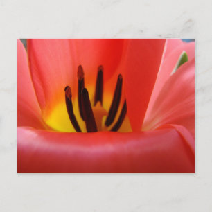 Cartes postales de fleurs de tulipes rouges Jardin