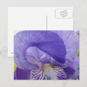 Cartes postales de fleurs d'Iris violettes Irises (Devant / Derrière)