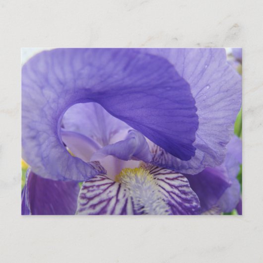 Cartes postales de fleurs d'Iris violettes Irises (Devant)