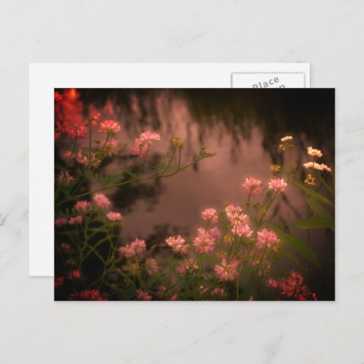 Cartes postales de fleurs sauvages roses aspect vi (Devant / Derrière)