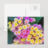 Cartes postales de fleurs tropicales (Devant / Derrière)