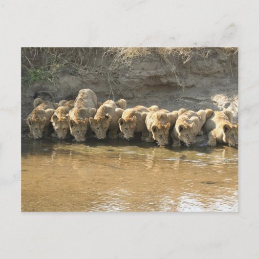 Cartes postales de Grands Félins (Devant)