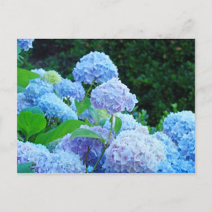 Cartes postales de jardin de fleurs d'hortensia Ho