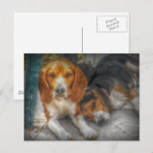 Cartes postales de jolis chiens Beagle (Devant / Derrière)
