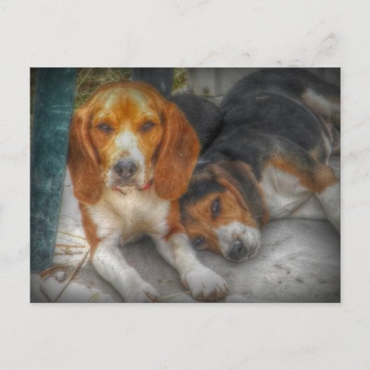 Cartes postales de jolis chiens Beagle (Devant)