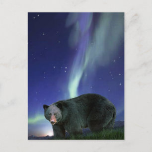 Cartes postales de la faune de l'OURS NOIR